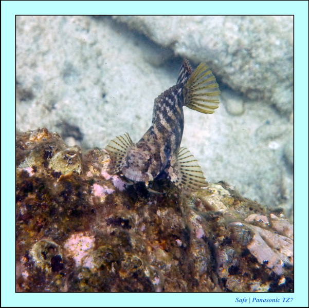 2009   07   Perhentians 027